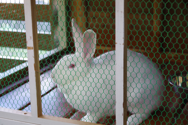 うさぎ