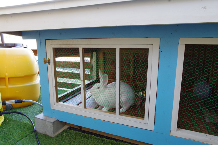 うさぎ
